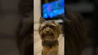 #shortvideo #chaki #dog #youtubeshorts #ip #up #shorts