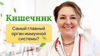 Кишечник-главный орган иммунной системы? Отвечает врач-иммунолог,кмн Ольга Брум.