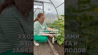 Уход за огурцами в период роста и плодоношения
