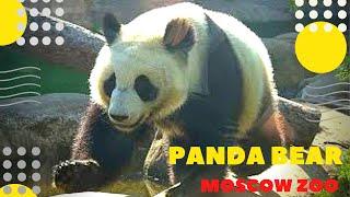 Панда Бамбуковый медведь Московский зоопарк 熊猫 动物园 熊 Panda Bear Moscow zoo パンダ  팬더 곰 دب ziminvideo