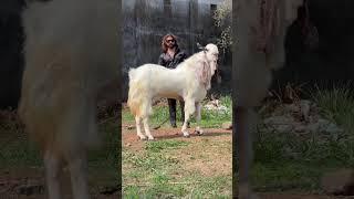 ATIK GOAT FORM