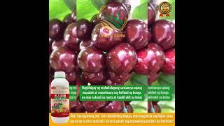 Higher yield, bigger fruit, sweeter taste with Fruitmax organic fertilizer! #farming #garden
