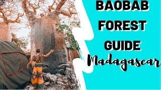 Baobab Forest in Madagascar | In-Depth | How 2 Travelers