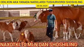 FERMADAN SIMENTAL SUT EMDI BUZOQLAR SIGIRLAR BUQACHALAR SOTILADI@Hikmatillo_uz