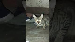 viral video #catlover # short video#nancy