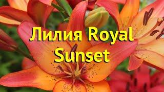 Лилия. Краткий обзор, описание характеристик, где купить саженцы lilium Royal Sunset