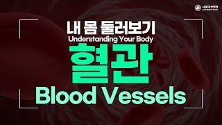 Blood Vessels [Understanding Your Body]