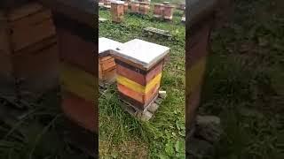 Пасека72. Завершение сезона 2021год. 28.08.21