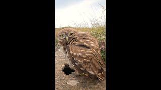 Young little owl