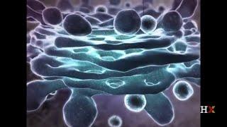 Overview of cell structure