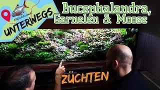 Zu Besuch bei einem Zwerggarnelenzüchter | Das Bucephalandra Becken | Teil 1| AQUaddicted unterwegs