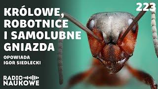 Mrówki – biochemiczne roboty (?) tworzące superorganizmy (?) | Igor Siedlecki