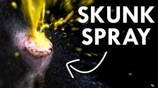 The Science of Skunk Spray