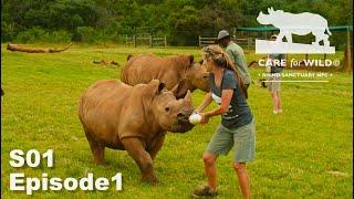 Weighing Baby Rhinos and Health Checks | S01 Episode 1