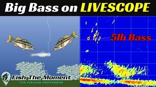 Full Process to Find and Catch Big Suspended Bass On Livescope