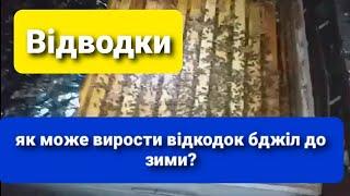 Відводки Бджіл Якої сили йдуть в зиму? Бакфаст б76амг Матковод АМГ