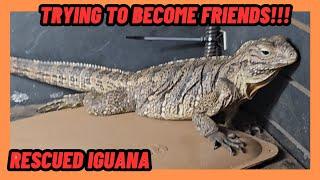 Abused! Cuban Rock Iguana RESCUE Day 2 Trying To Build Friendship!