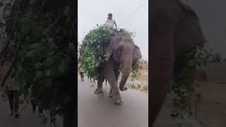 Chal mere Haathi#youtubeshorts #vairalshort #elephant #haathi#explore #entertainment