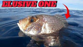 SPEARFISHING PHILIPPINES || BANTON ROMBLON || MEL SPEARFISHING TV!