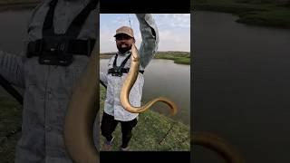 Bam Machhali | Big Bam fish | Baam fishing | shot video | Angler Master