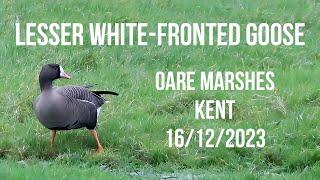 Lesser White-fronted Goose Oare Marshes NR, Kent 16/12/2023