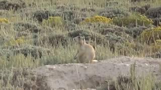 Prairie Dog Eradication Montage