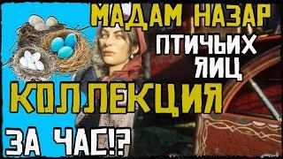 ГАЙД КОЛЛЕКЦИЯ ПТИЧЬИХ ЯИЦ- МАДАМ НАЗАР В RDR ONLINE