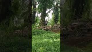 #Viral Mesum di kebun sawit terekam camera