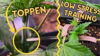 LST + Toppen | Die nächste Stufe im Grow ist erreicht!