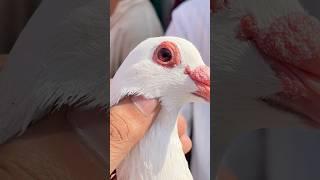 jama masjid kabutar market | pigeon market | red fort Delhi white pigeons