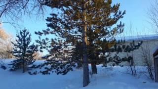 Austrian Pine / Pinus nigra