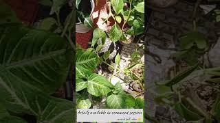 Plants for sale combo offer #plants