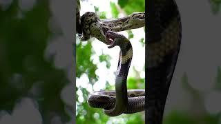 ANACONDA VS COBRA