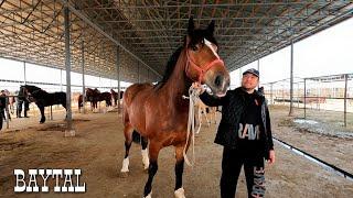 ОТ БОЗОР! КОННЫЙ РЫНОК! HORSE MARKET! pferdemarkt! 马场! 말 시장!