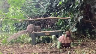 Relaxing Nature: Backyard Feeder Watch || June 18th, 2025 - Part 1