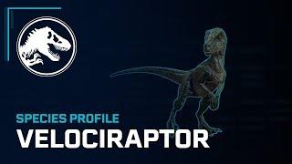 Species Profile - Velociraptor