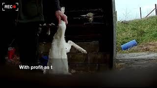 Delamere Dairy Film 2022 - Killing Kid Goats - UK Dairy - Animal Justice Project