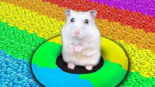 Hamster Adventures | Hamster Maze | Hamster Escapes | Hamster Cute | Hamster Videos 