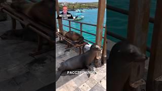 У тюленей тихий час ️ #истории #история #новости #новость #shorts