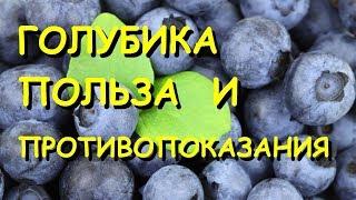 Голубика. Полезные свойства и противопоказания.