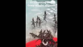 it's swimming time! Group of baby alligators. so cute #shorts AnimalTube - World of animals