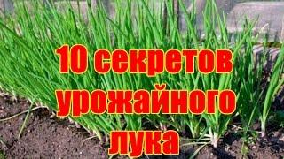 10 секретов урожайного лука / Как вырастить здоровый крупный лук