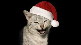 Funnyy cat videos, OMG Crazy catsss, Caution contains excessive sweetness!!