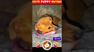 Cute Puppy Eating #pets #eating #viral #shortsfeed #dogs