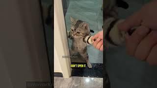 These Cats Witnessed an Unimaginable Horror - Chapter 51 #cat #creepy #creepypasta #creepystories
