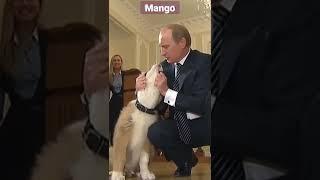 Putin's puppy"Buffy" Putin dog lover #russia #putin #chechen #moscow #kremlin #shorts