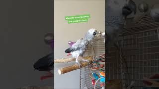 Better Get On It, The Boss Has Spoken  #talkingparrot #pets #animals #funny  #summeronshorts