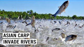 The Fight Against America’s Most Hated Fish: Asian Carp