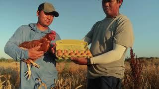 Restorative Eggs from Vital Farms