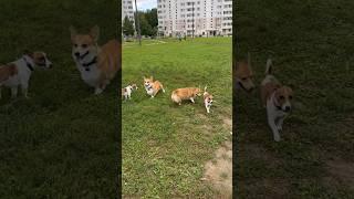 Джек Рассел - Честер/Каспер и Корги - Ева/Ярик #джекрасселтерьер #собаки #jrt #корги
